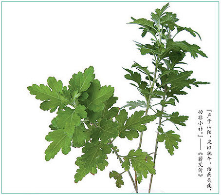 第三章艾灸材料第一节艾叶