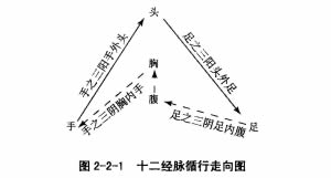 中篇第一章中医基础理论:经络系统的组成