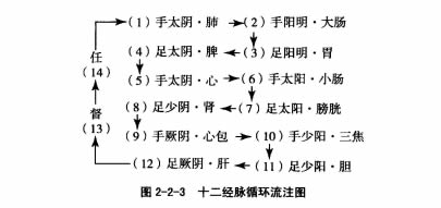 中篇第一章中医基础理论:经络系统的组成