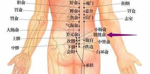 膀胱俞穴_膀胱俞穴位