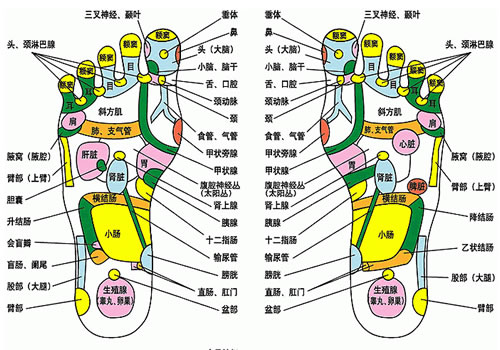 足部反射区示意图及足底艾灸