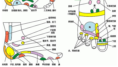 足部反射区示意图及足底艾灸
