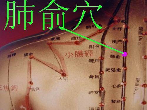 肺俞穴的准确位置图,艾灸肺腧的功效