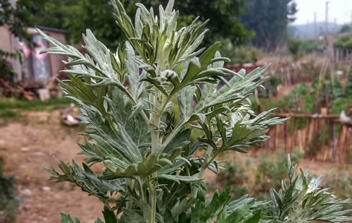第三章艾灸材料第一节艾叶