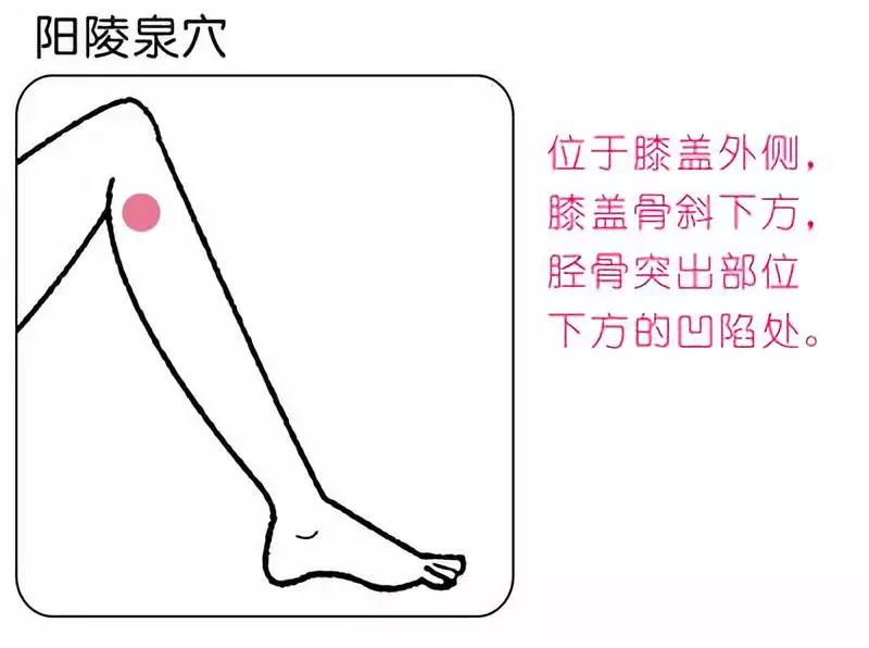 阳陵泉的准确位置图和作用