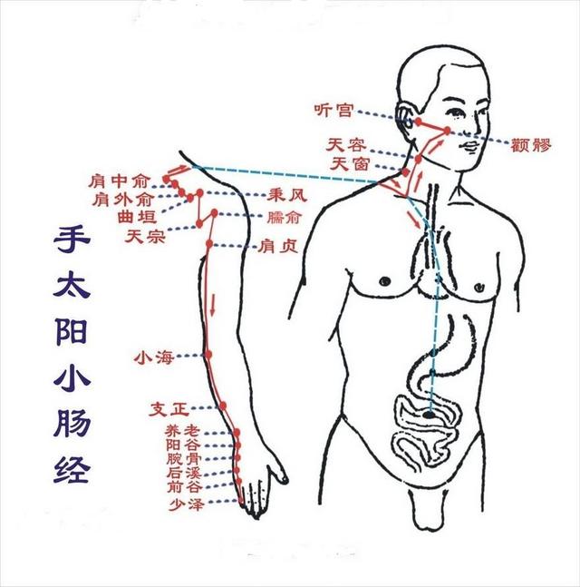 中篇第一章:经络腧穴各论手太阳小肠经