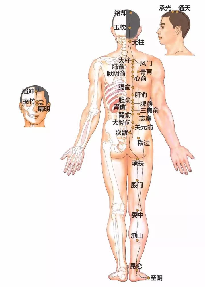 中篇第一章:经络腧穴各论足太阳膀胱经