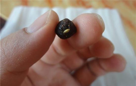 艾绒花椒桂圆敷肚脐的功效