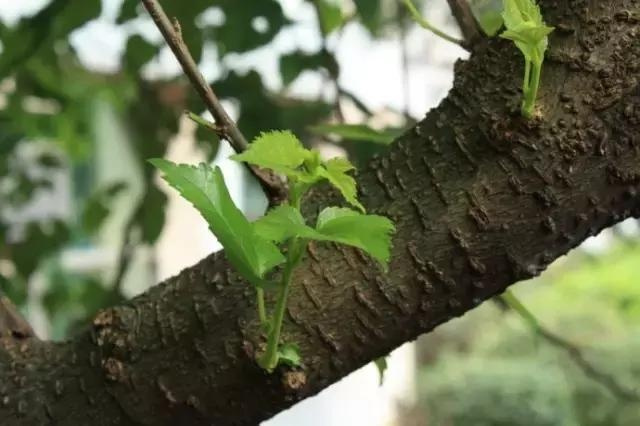 桑皮纸艾条的优点
