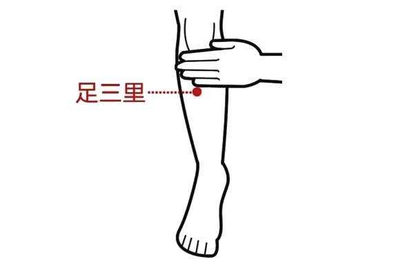 足三里穴