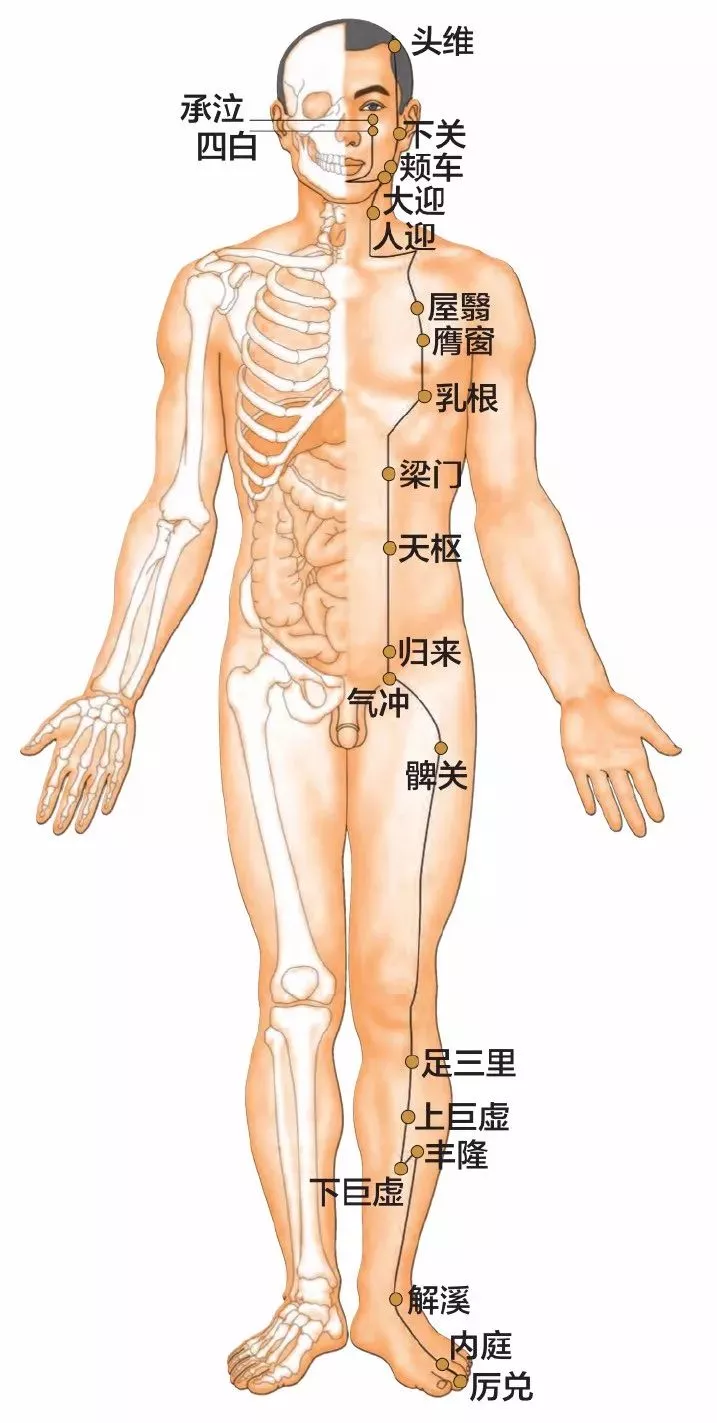 中篇第一章:经络腧穴各论足阳明胃经