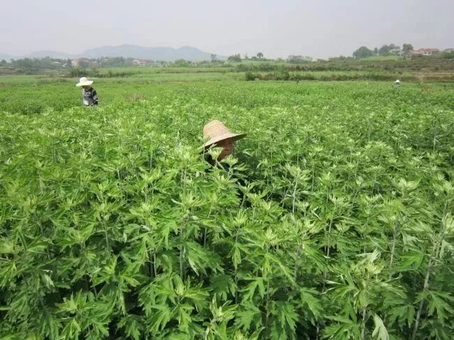 艾灸贴效果怎么样