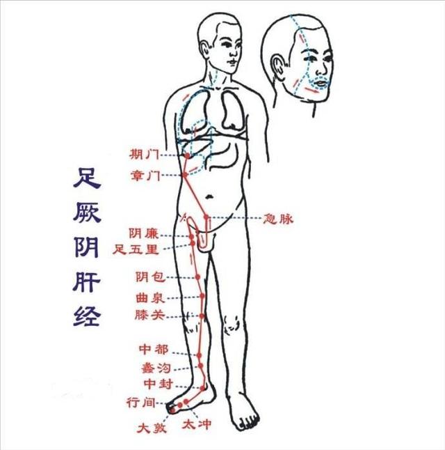 中篇第一章:经络腧穴各论足厥阴肝经