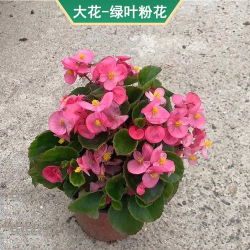 玻璃翠花有什么好处配图