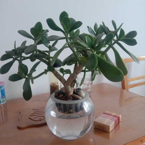 玻璃翠植物的养护方法配图