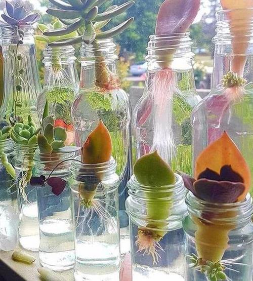 玻璃瓶做花盆的视频配图