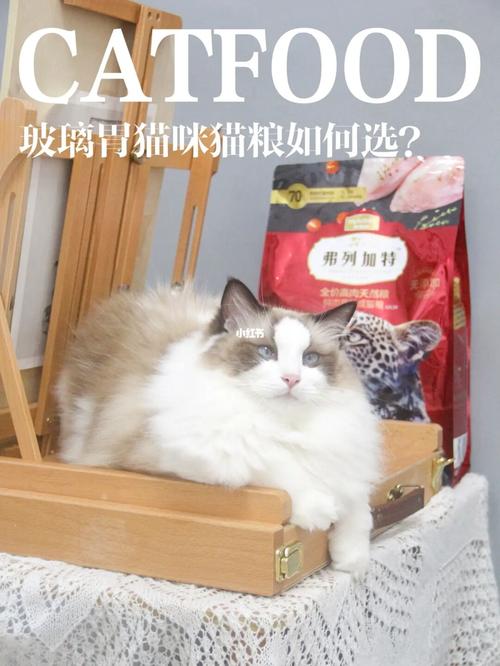 玻璃胃的猫配图