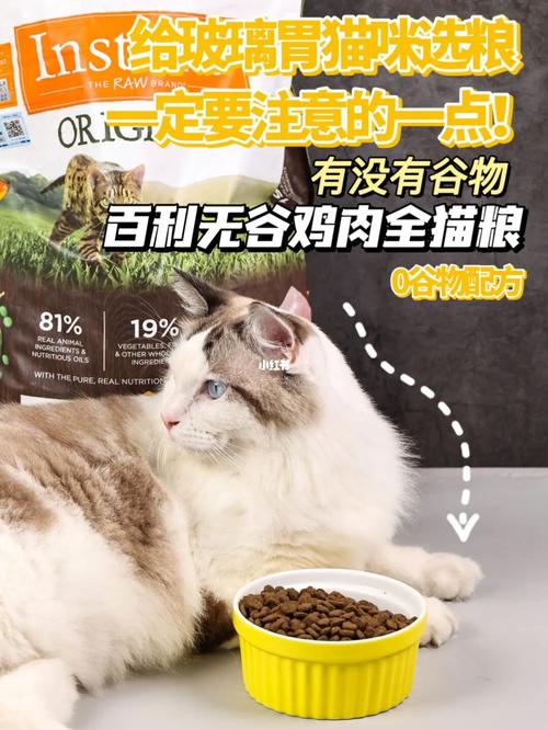 玻璃胃的猫应该注意点什么配图