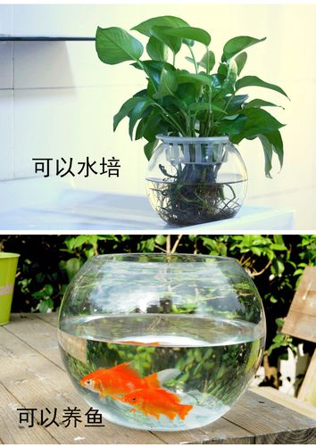 换岀玻璃缸养花的水可以浇花盆吗配图