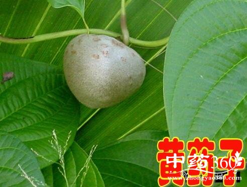 黄玻璃树籽有什么药用价值配图