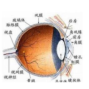 换一个玻璃体多少钱配图