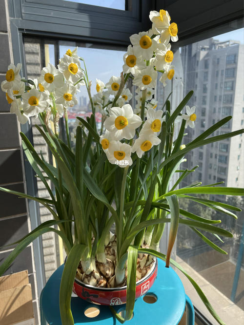水仙花隔着玻璃晒太阳配图