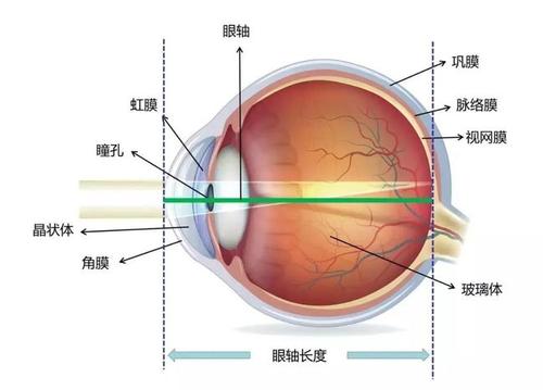 眼球里玻璃体的作用配图