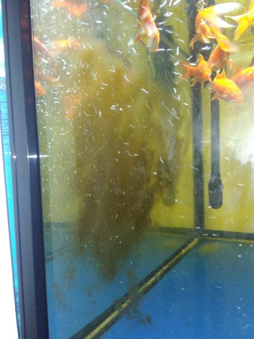 鱼缸玻璃黄色物质配图