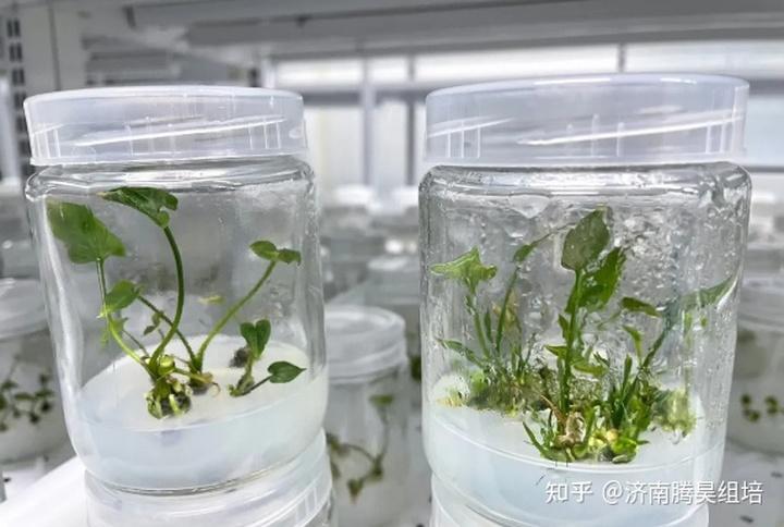 植物组培玻璃苗的现象配图