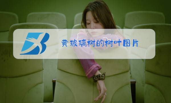 黄玻璃树的树叶图片图片