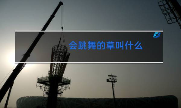 会跳舞的草叫什么