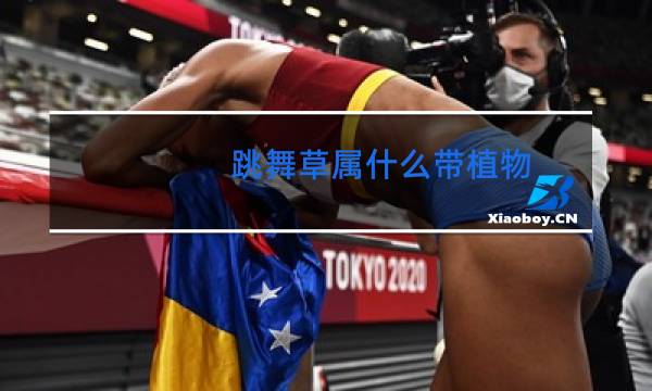 跳舞草属什么带植物