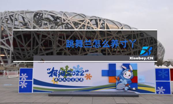 跳舞兰怎么养寸丫