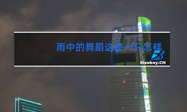 雨中的舞蹈这是一只怎样的小狐狸图片