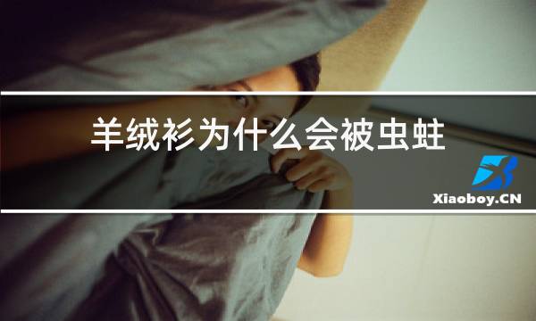 羊绒衫为什么会被虫蛀图片