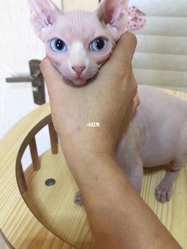 埃及艳后猫猫是什么梗配图