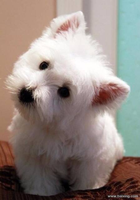 白色的梗犬是什么犬配图