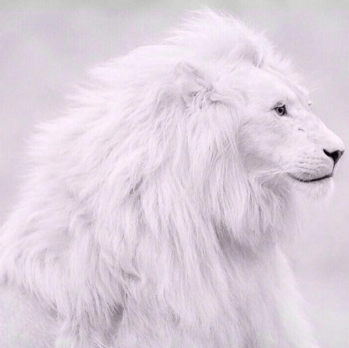 白狮子是什么梗配图