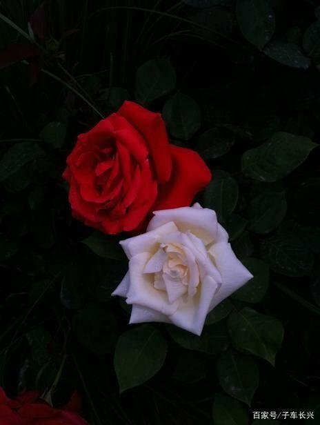 白月光和红玫瑰是什么梗配图