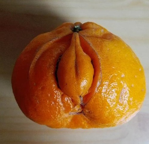 剥橘子是什么梗污配图