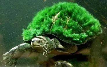 巴西钓绿毛龟是什么梗配图