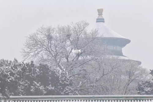 北京有雪是什么梗配图
