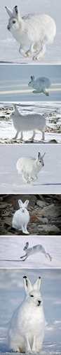 北极兔是个什么梗配图