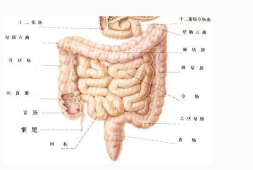 肠梗阻对应的中医病名是什么呢配图