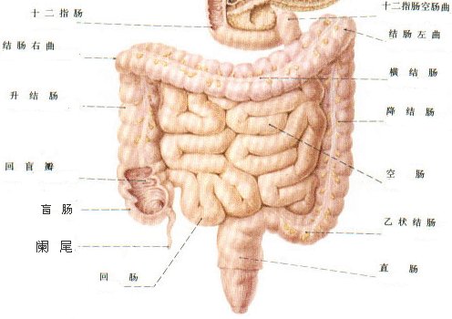 肠梗阻属于中医什么范畴配图