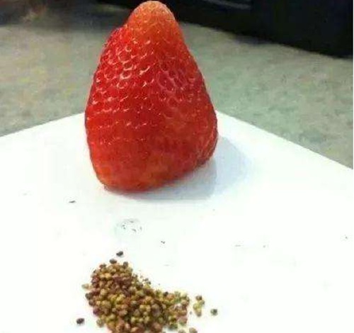 吃草莓挑籽是什么梗配图