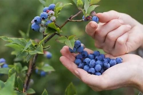 吃蓝莓是什么梗配图