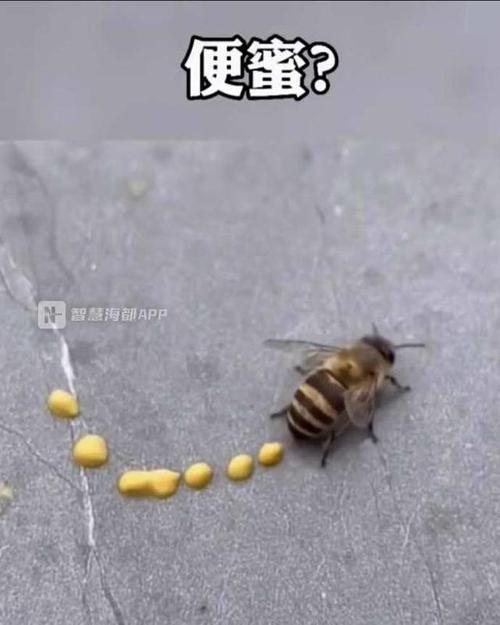 吃了蜜蜂屎是什么梗配图