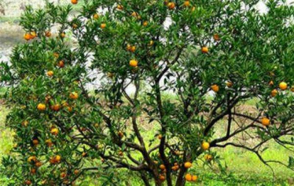 种橘子树是什么梗配图