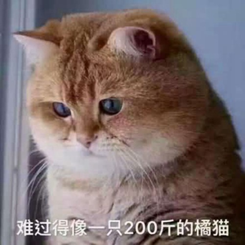大橘为重是什么梗配图